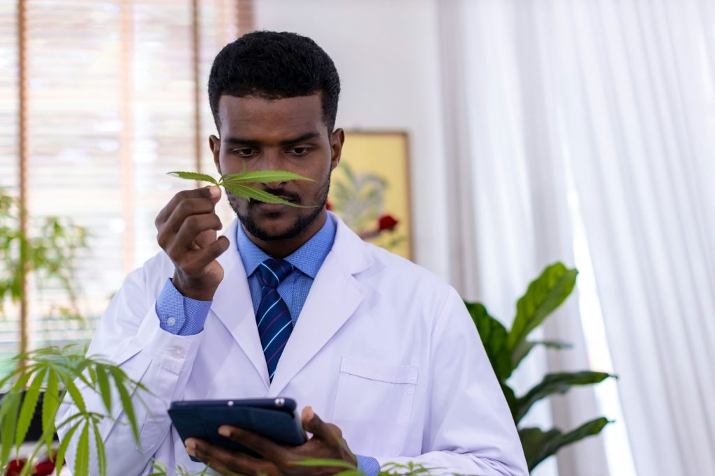 Concept of herbal alternative medicine or Cannabidiol (cbd ) oil. Technology and Cannabis
