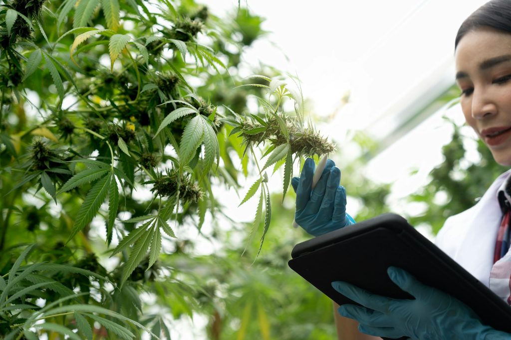 female scientists researchers examine cannabis leave and record the result on digital tablet