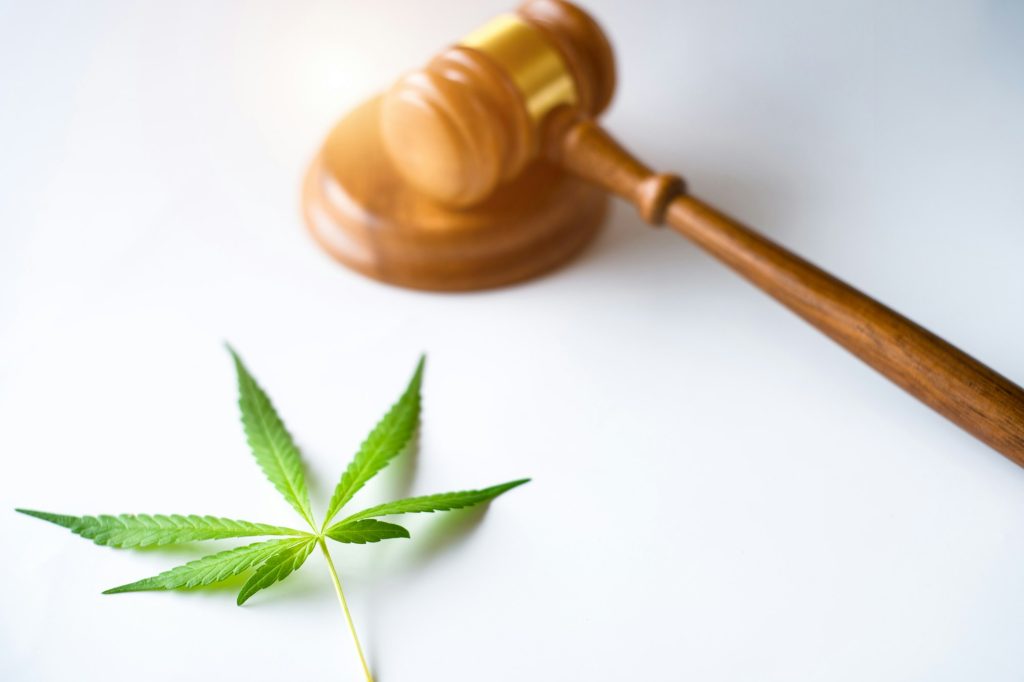 gavel judge with cannabis leaf plant