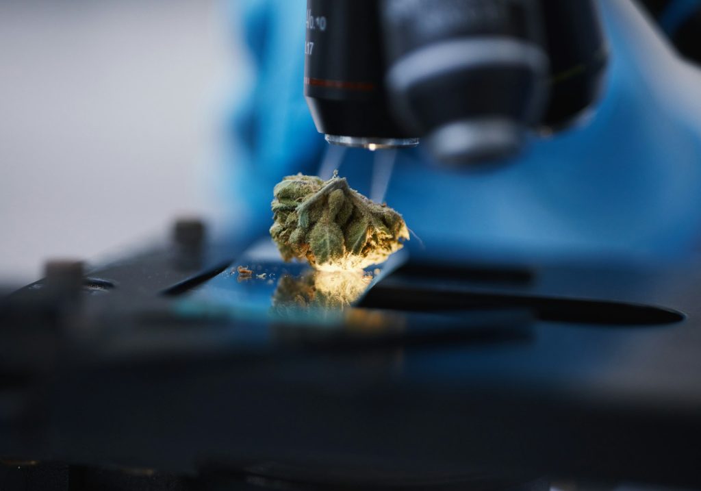 Medical marijuana, microscope or cannabis plant in a laboratory for medicine research or innovation