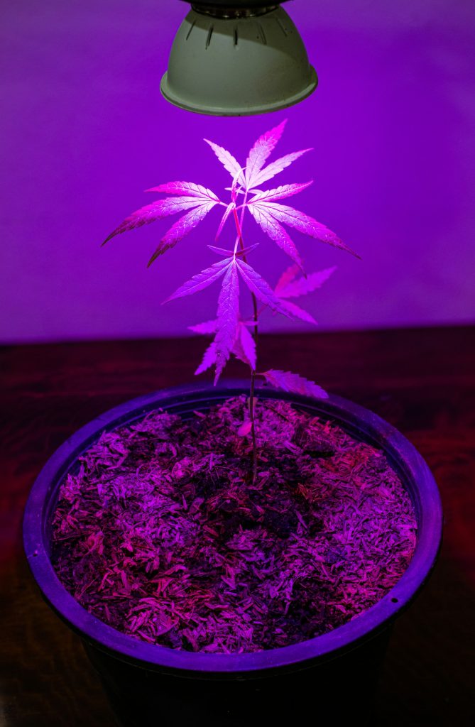 Plant sapling cannabis growing in pot with LED grow light